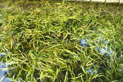 苗圃基地-德睿环境-河湖水环境治理,净化湿地,分散式生活污水处理等